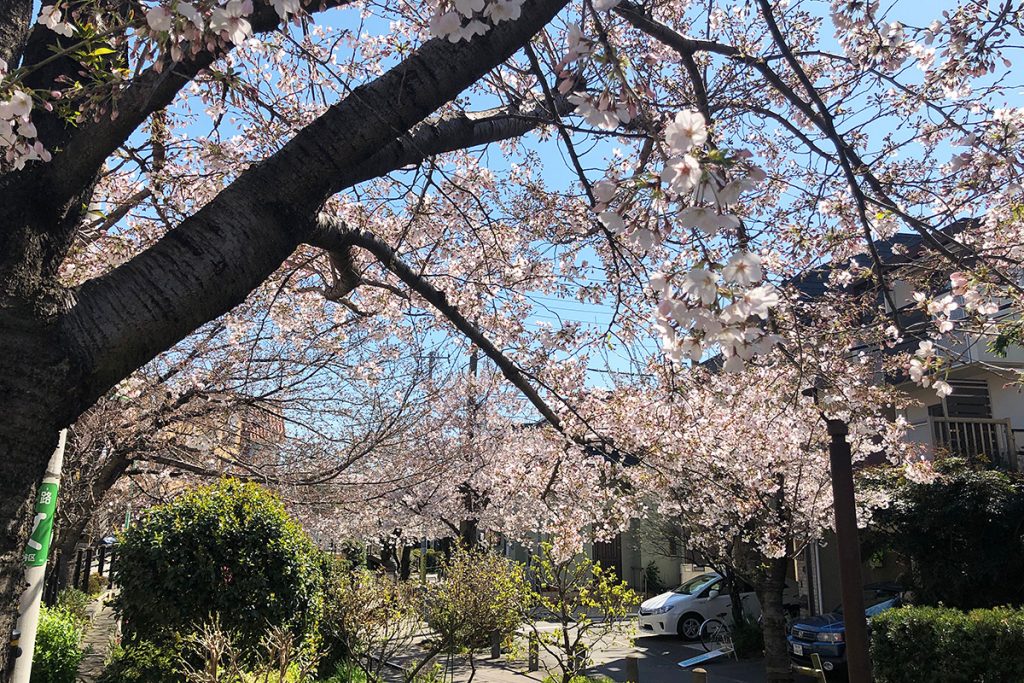 北沢川緑道 桜の状況 2020年3月24日