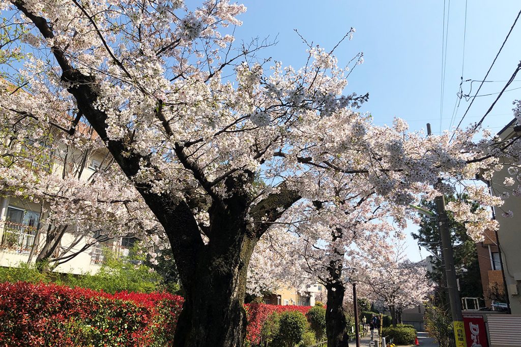 北沢川緑道 桜の状況 2020年3月26日