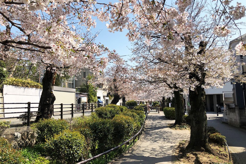 北沢川緑道 桜の状況 2020年3月26日