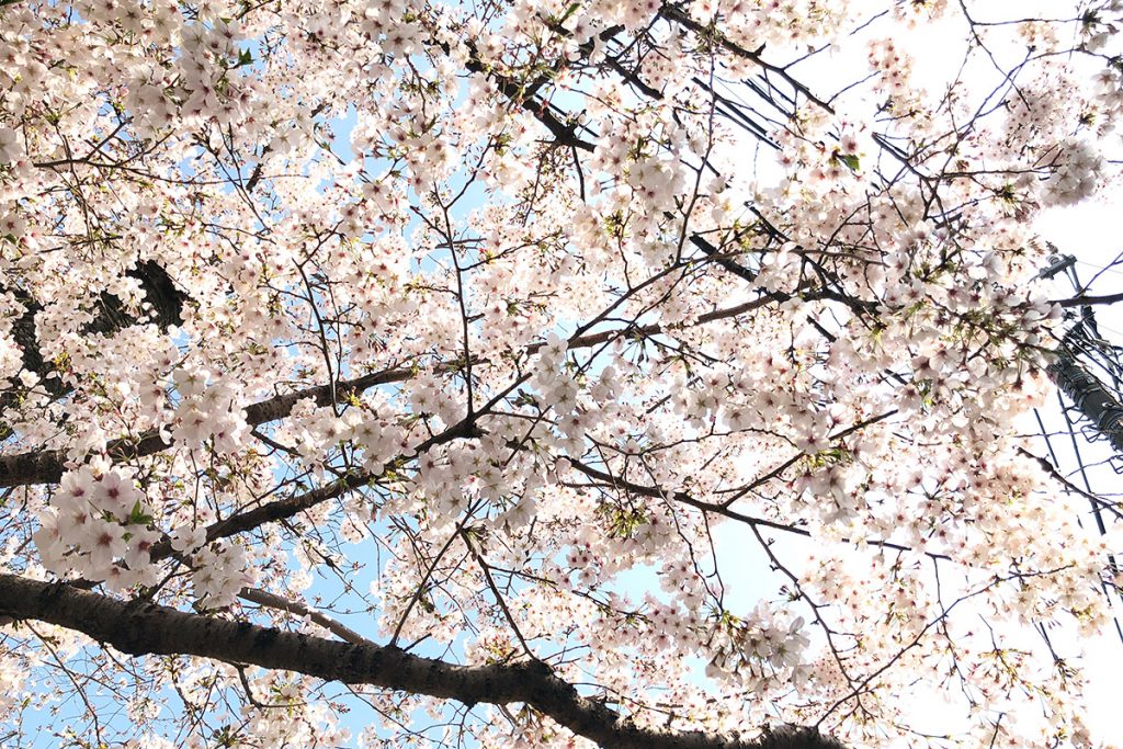 北沢川緑道 桜の状況 2020年3月26日