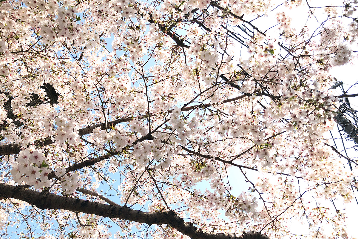 北沢川緑道 桜の状況 2020年3月26日