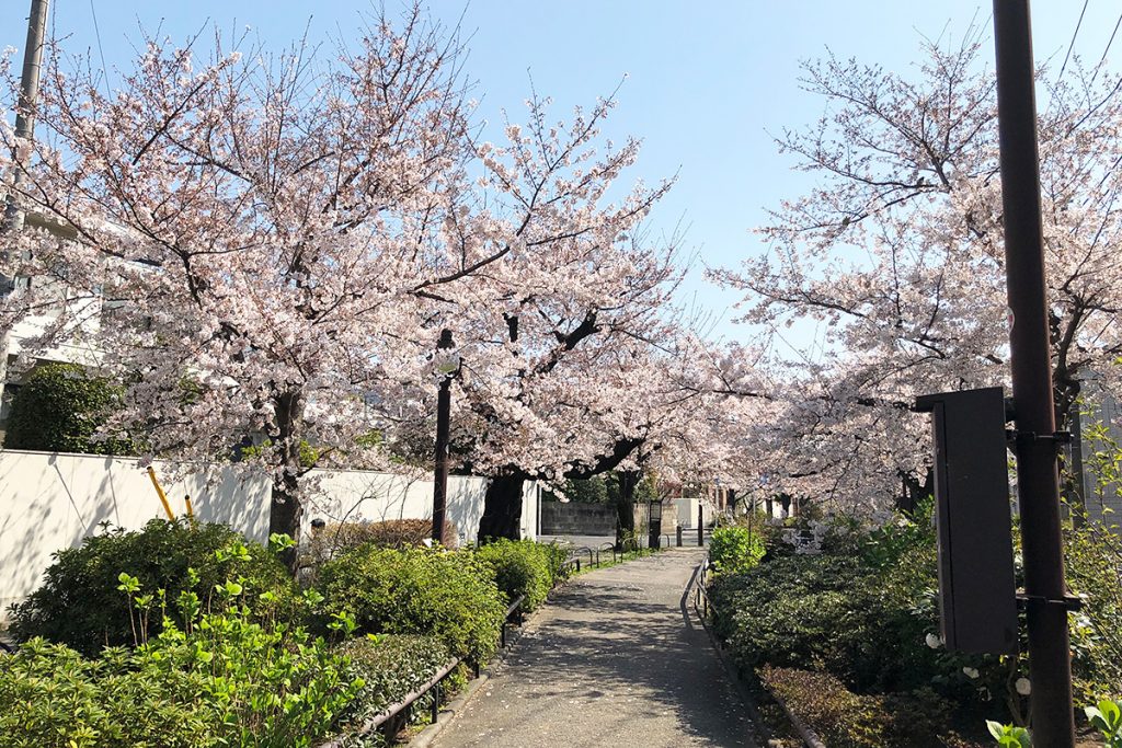北沢川緑道 桜の状況 2020年3月26日