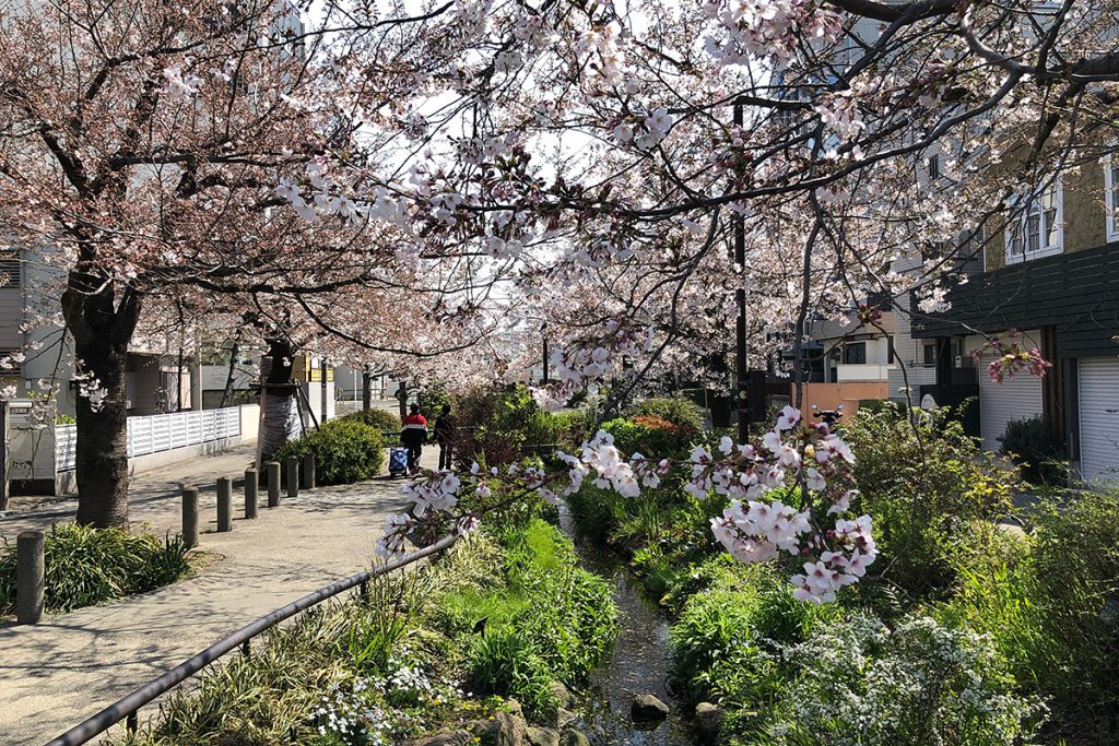 北沢川緑道 桜の状況 2020年3月26日