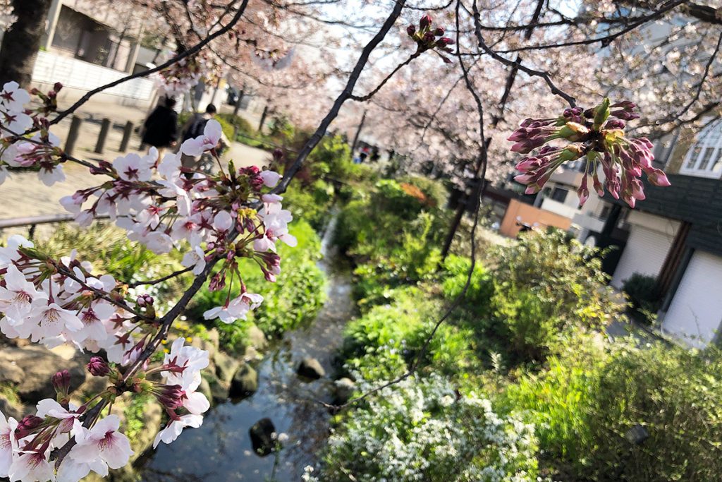 北沢川緑道 桜の状況 2020年3月26日