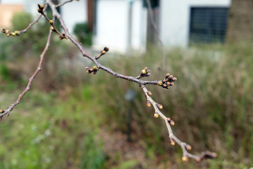 北沢川緑道 桜の状況 2020-03-05