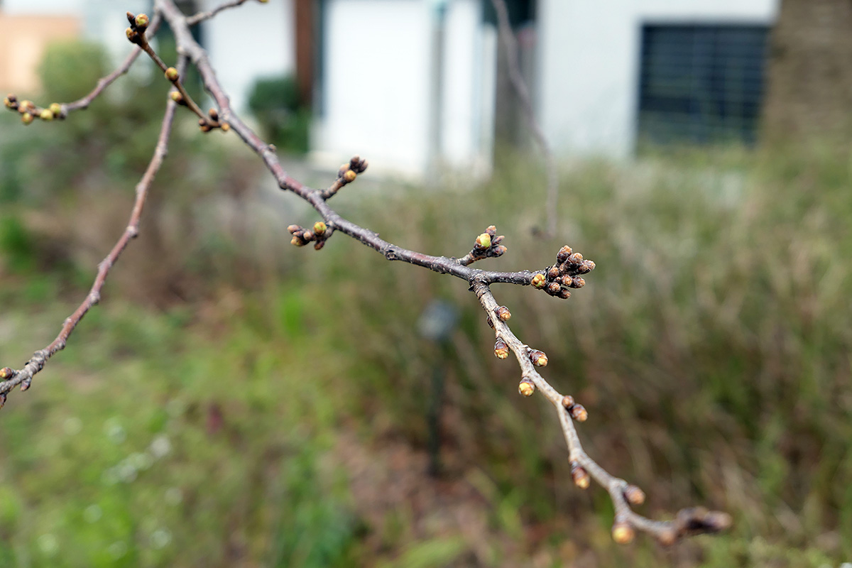 北沢川緑道 桜の状況 2020-03-05