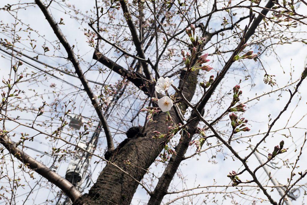 北沢川緑道 桜の状況 2020年3月17日