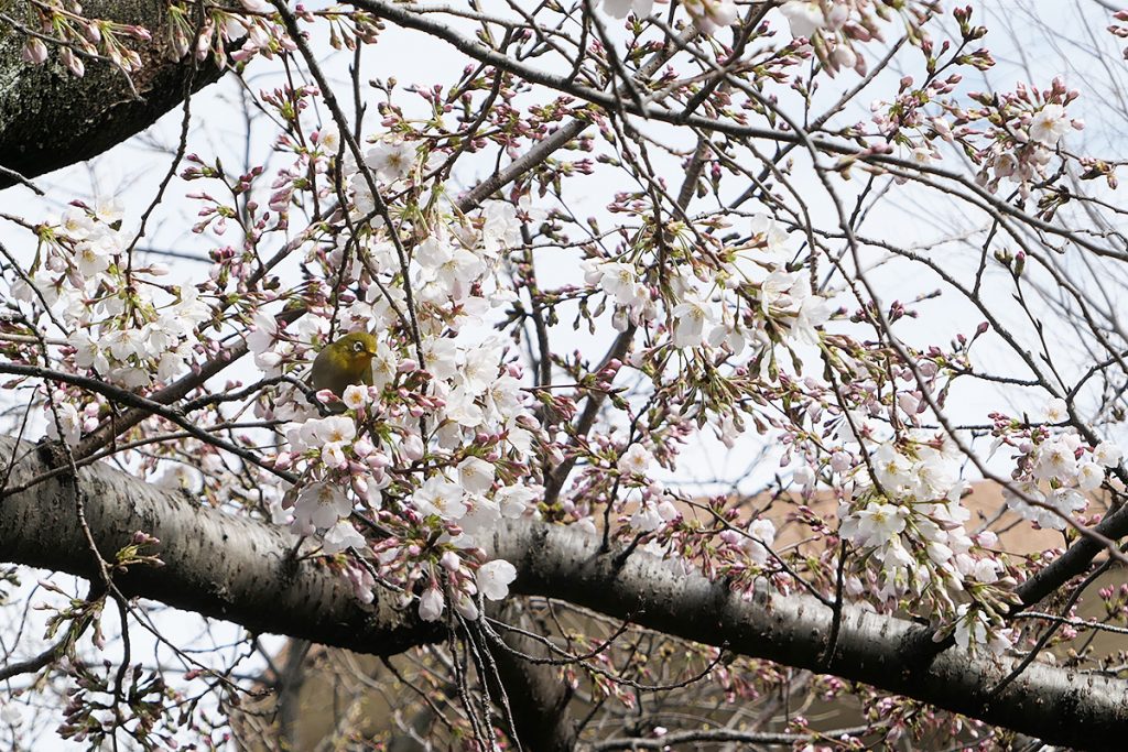 北沢川緑道 桜の状況 2020年3月17日