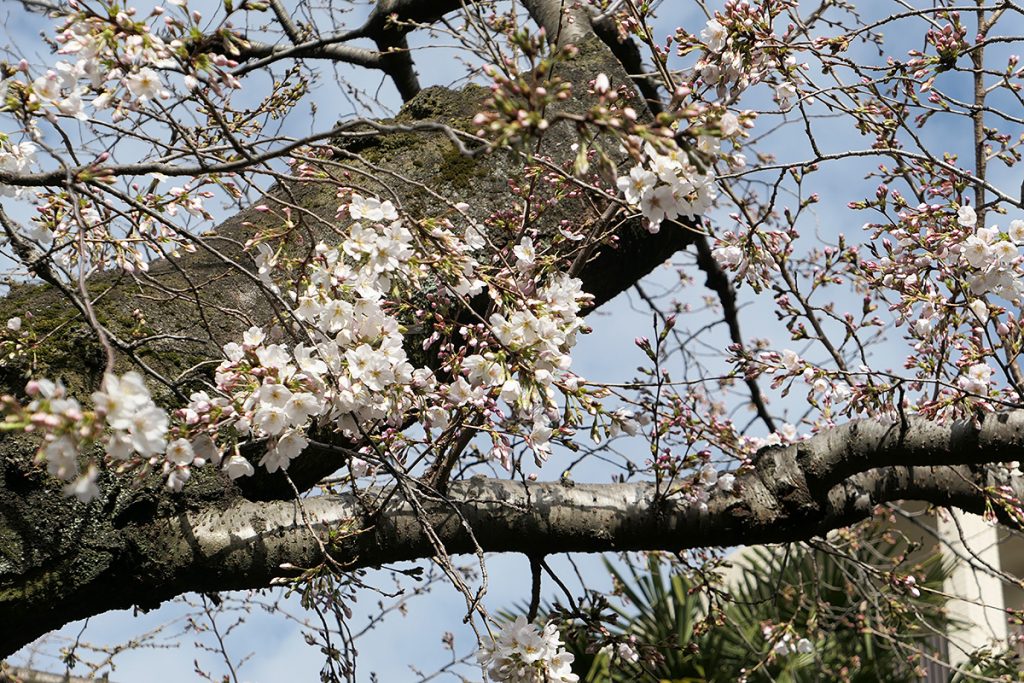 北沢川緑道 桜の状況 2020年3月17日