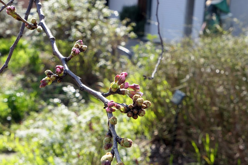 北沢川緑道 桜の状況 2020年3月17日