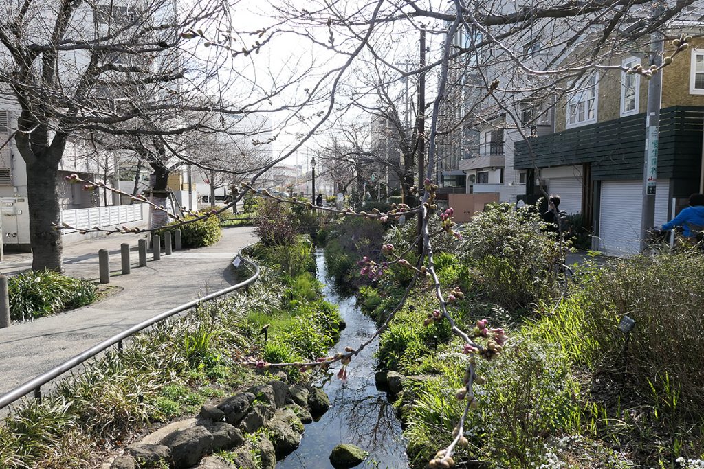 北沢川緑道 桜の状況 2020年3月17日