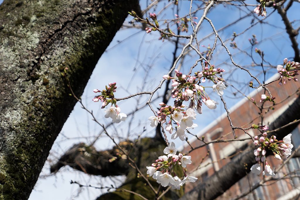 北沢川緑道 桜の状況 2020年3月17日