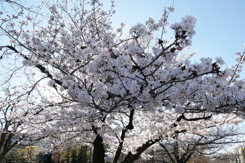 北沢川緑道 桜の状況 2020年3月20日