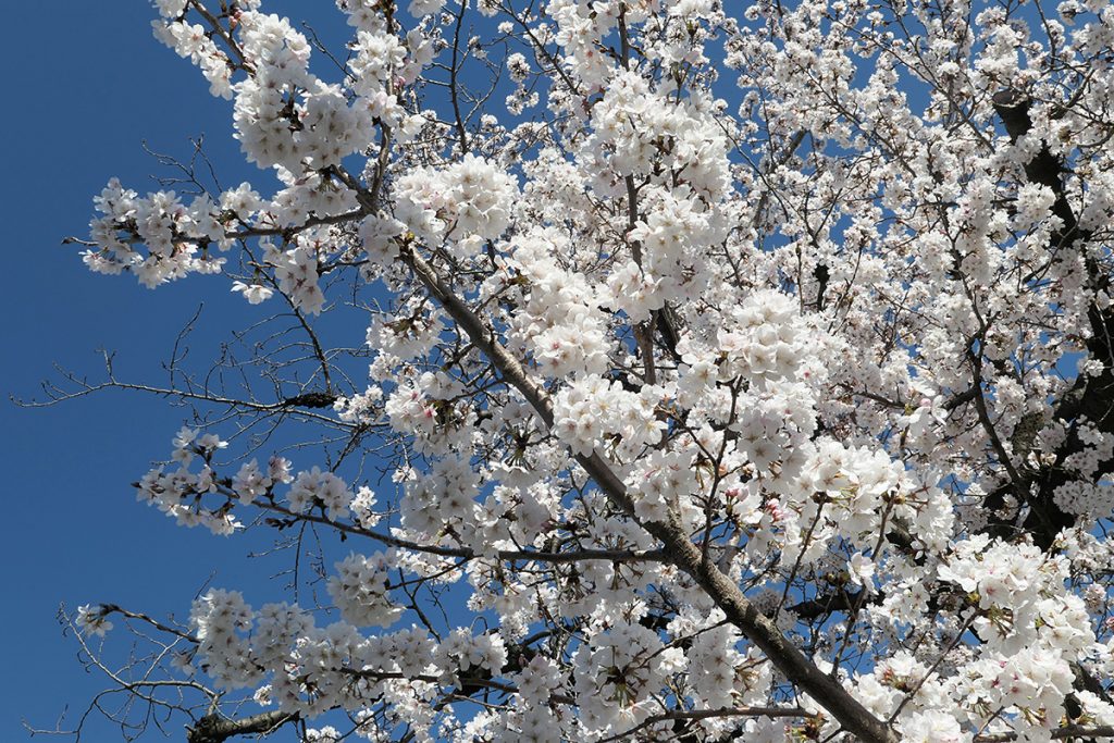 北沢川緑道 桜の状況 2020年3月20日