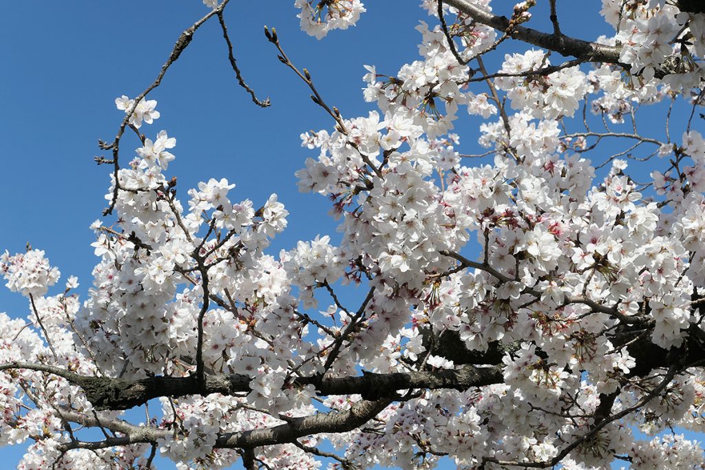 北沢川緑道 桜の状況 2020年3月20日