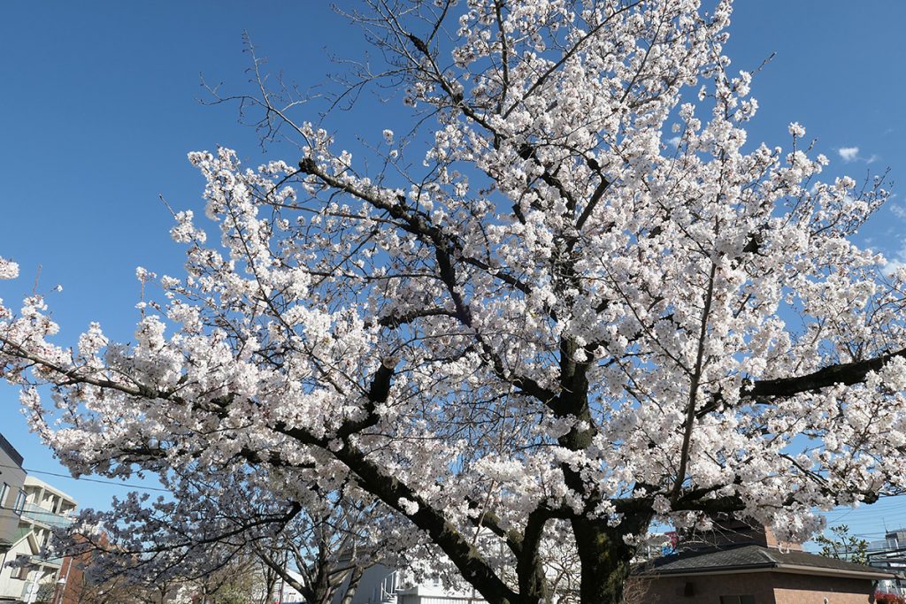 北沢川緑道 桜の状況 2020年3月20日