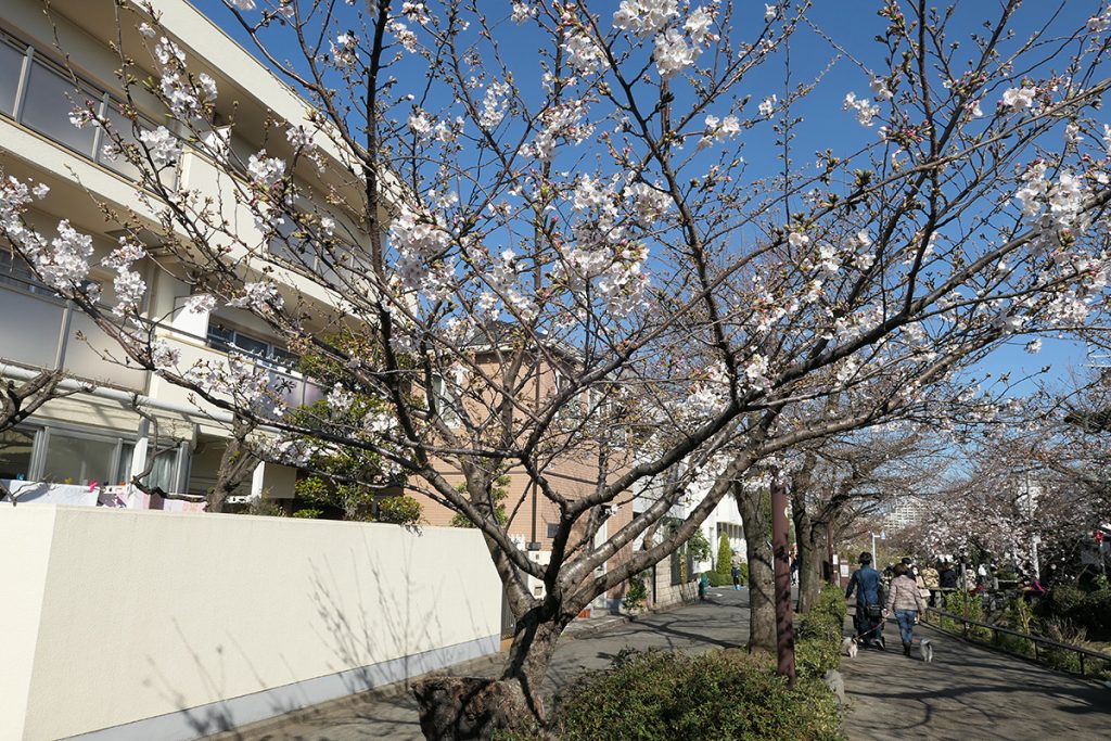 北沢川緑道 桜の状況 2020年3月20日