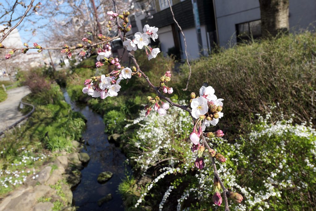 北沢川緑道 桜の状況 2020年3月20日