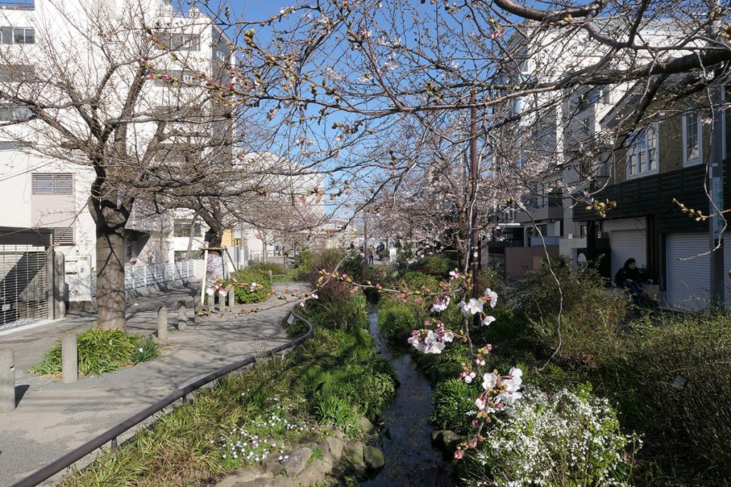 北沢川緑道 桜の状況 2020年3月20日