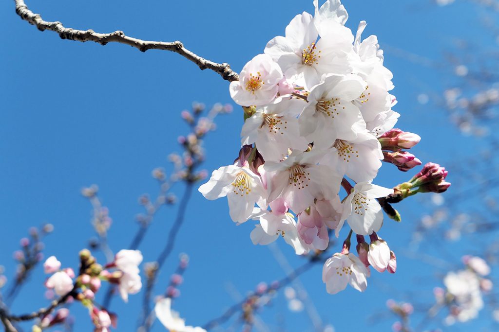 北沢川緑道 桜の状況 2020年3月20日