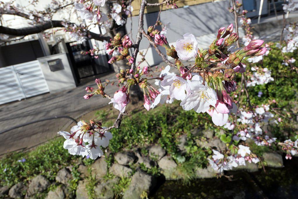 北沢川緑道 桜の状況 2020年3月20日