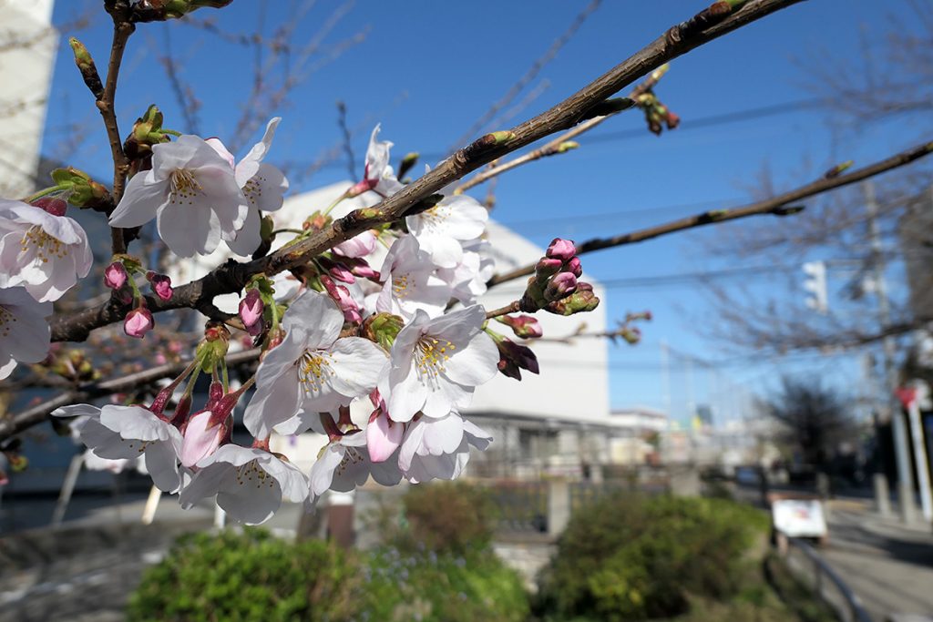 北沢川緑道 桜の状況 2020年3月20日