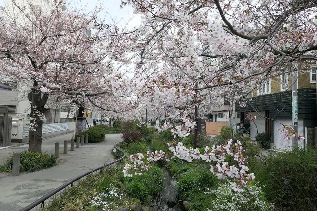 【満開】北沢川緑道 桜の状況 2020年3月27日