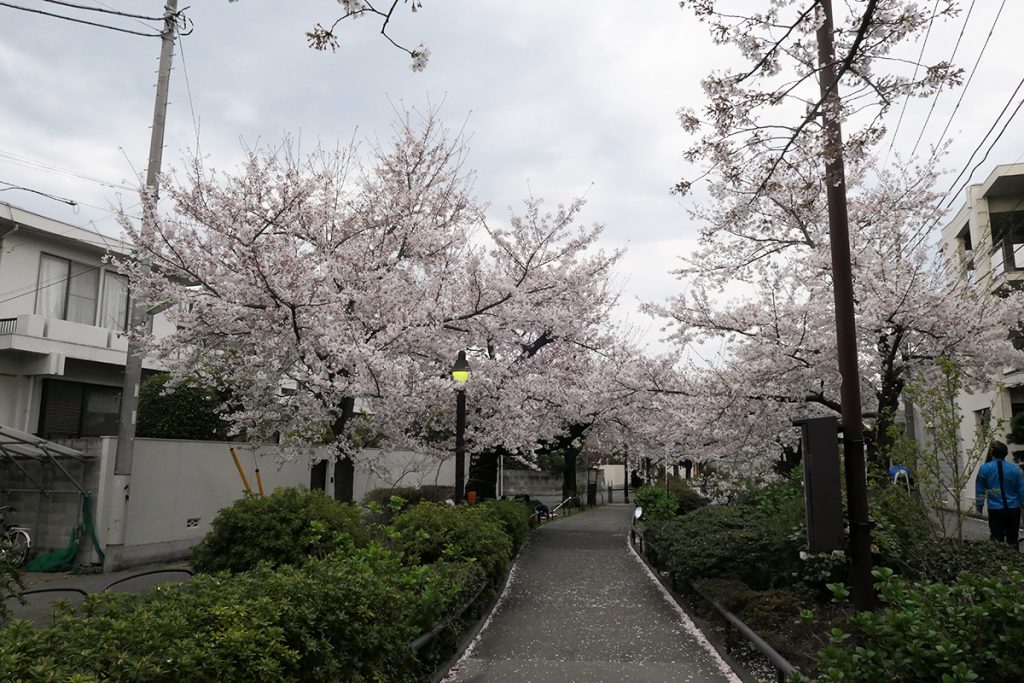 【満開】北沢川緑道 桜の状況 2020年3月27日