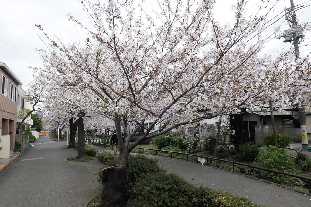 【満開】北沢川緑道 桜の状況 2020年3月27日