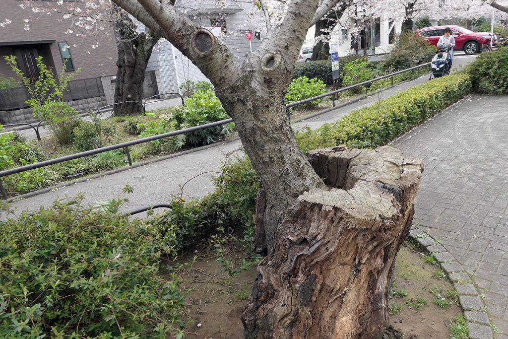 【満開】北沢川緑道 桜の状況 2020年3月27日