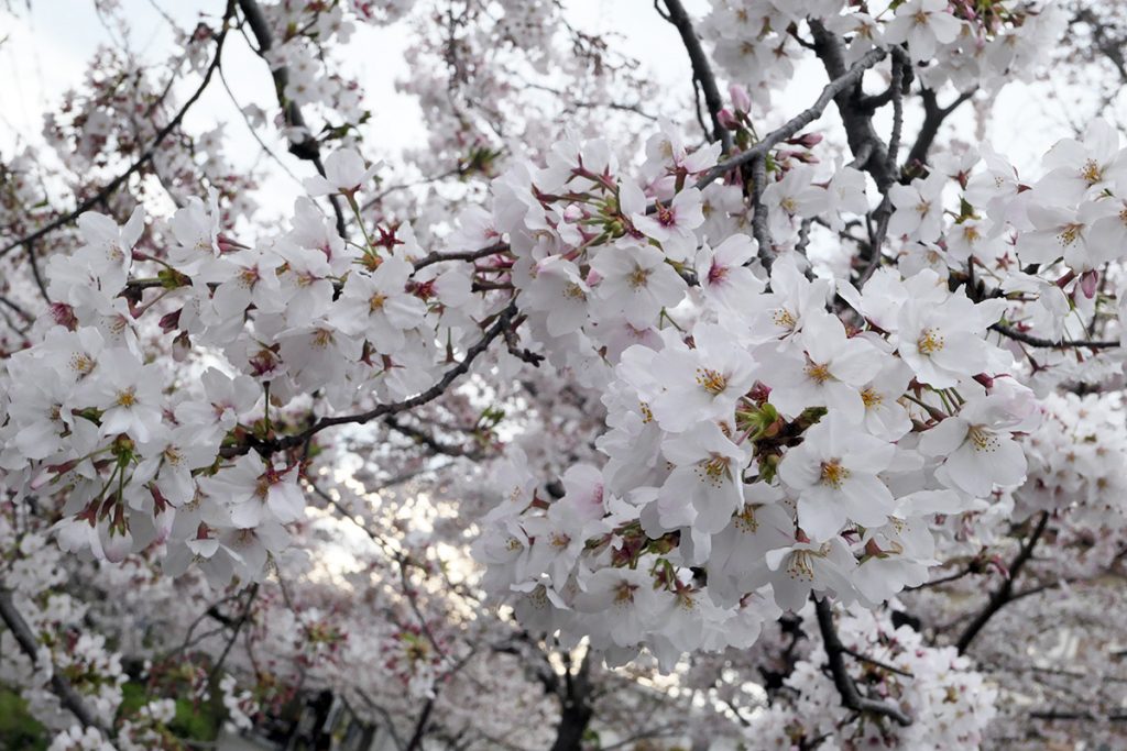 【満開】北沢川緑道 桜の状況 2020年3月27日