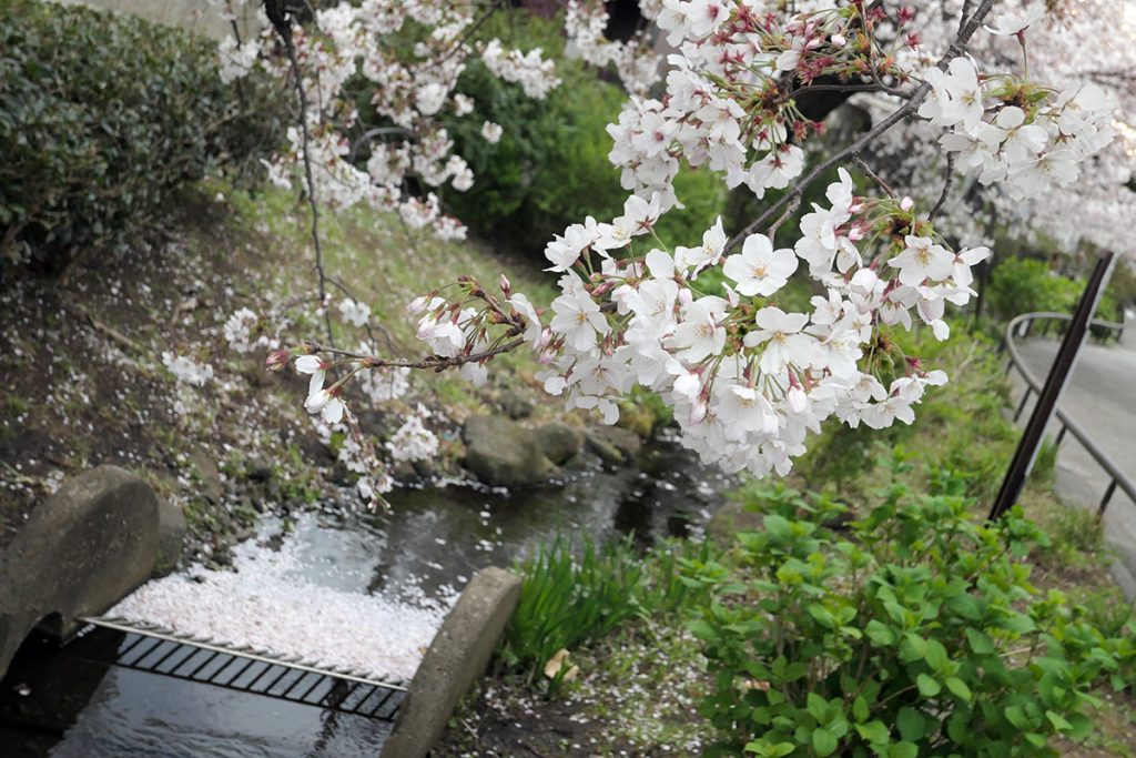 【満開】北沢川緑道 桜の状況 2020年3月27日