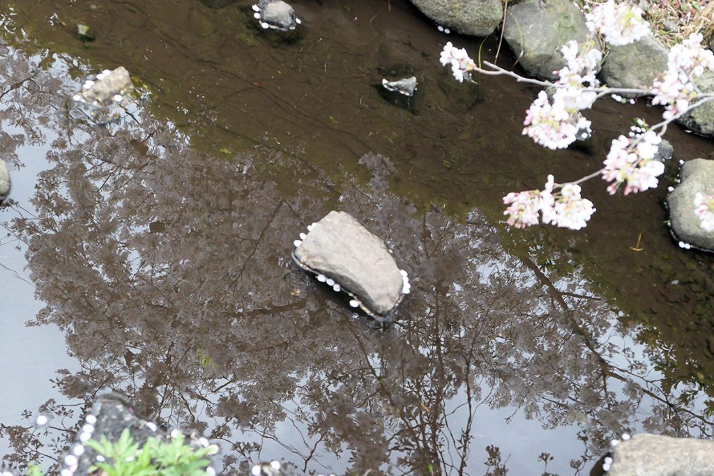 【満開】北沢川緑道 桜の状況 2020年3月27日