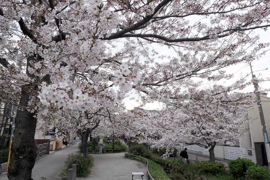 【満開】北沢川緑道 桜の状況 2020年3月27日