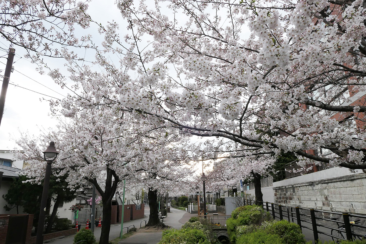 【満開】北沢川緑道 桜の状況 2020年3月27日