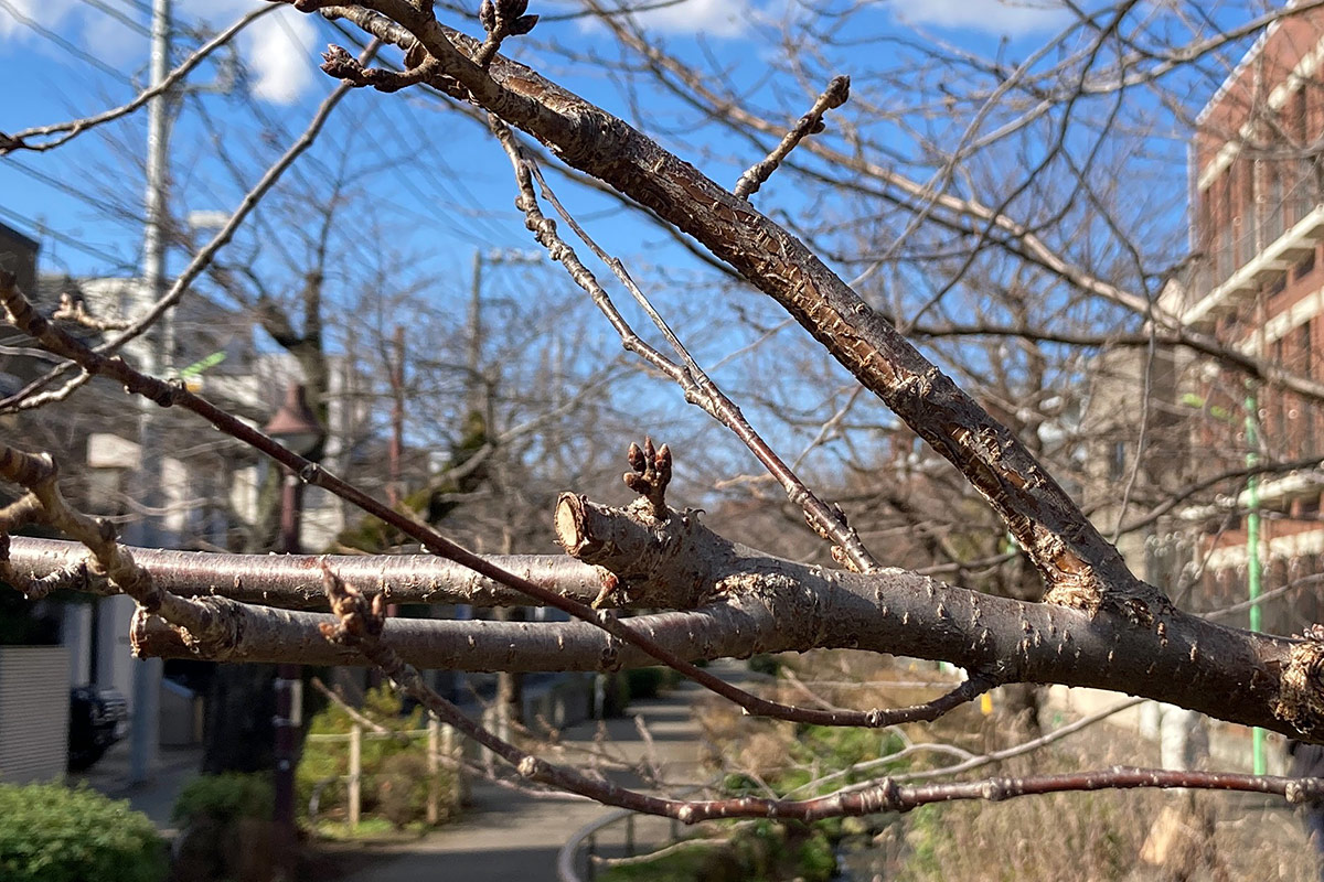 2021/1/29時点の北沢川緑道の桜の状況