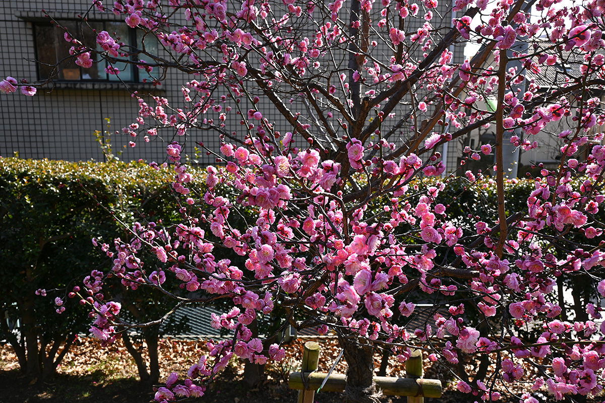 羽根木公園 2021.2.11