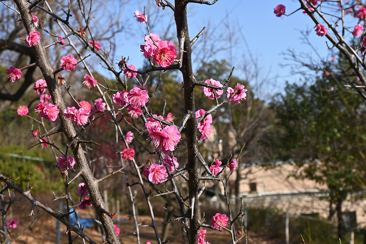 羽根木公園 2021.2.11