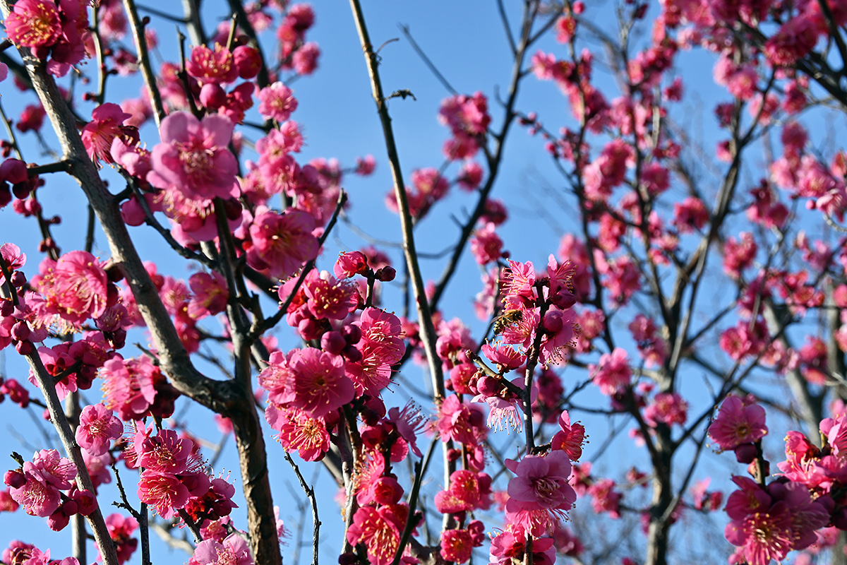 羽根木公園 2021.2.11