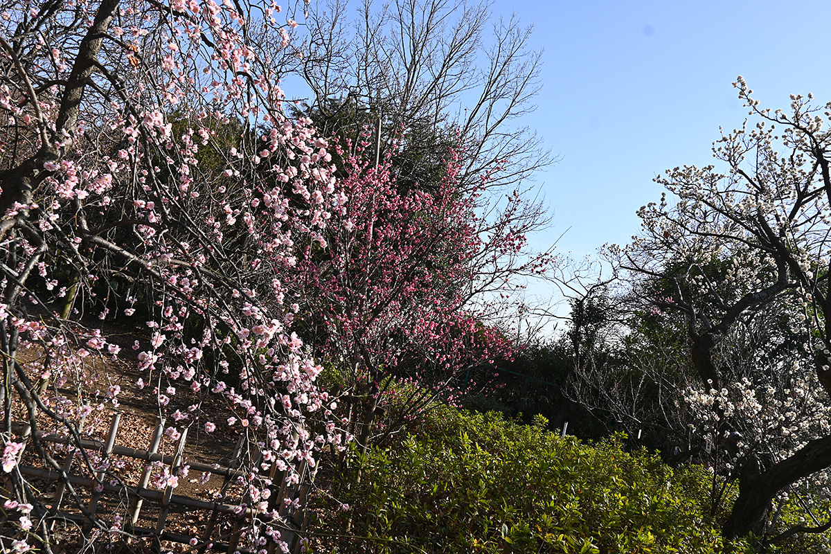 羽根木公園 2021.2.11
