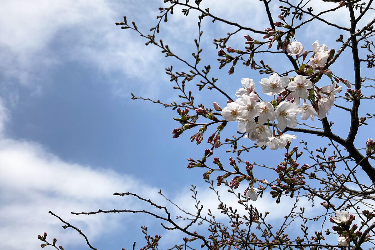 2021/3/19時点の北沢川緑道の桜の状況