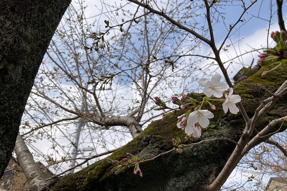 2021/3/19時点の北沢川緑道の桜の状況