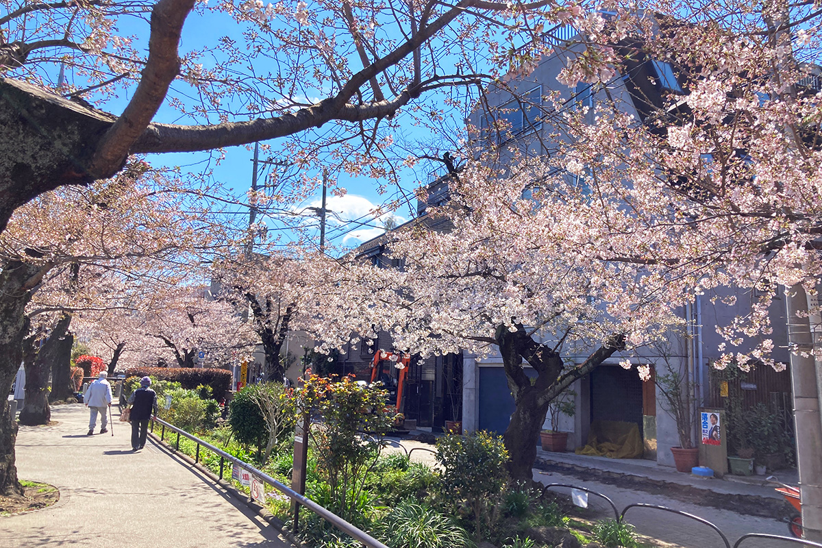 3月23日時点の北沢川緑道の桜の状況