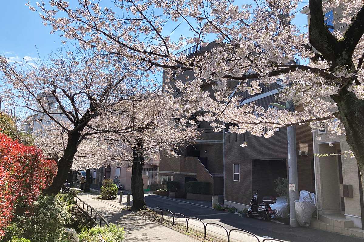 3月23日時点の北沢川緑道の桜の状況