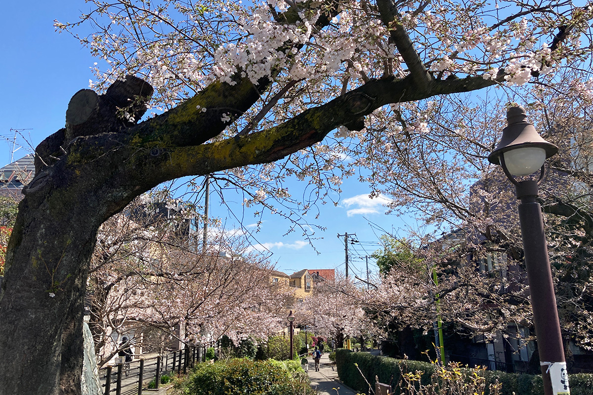 3月23日時点の北沢川緑道の桜の状況