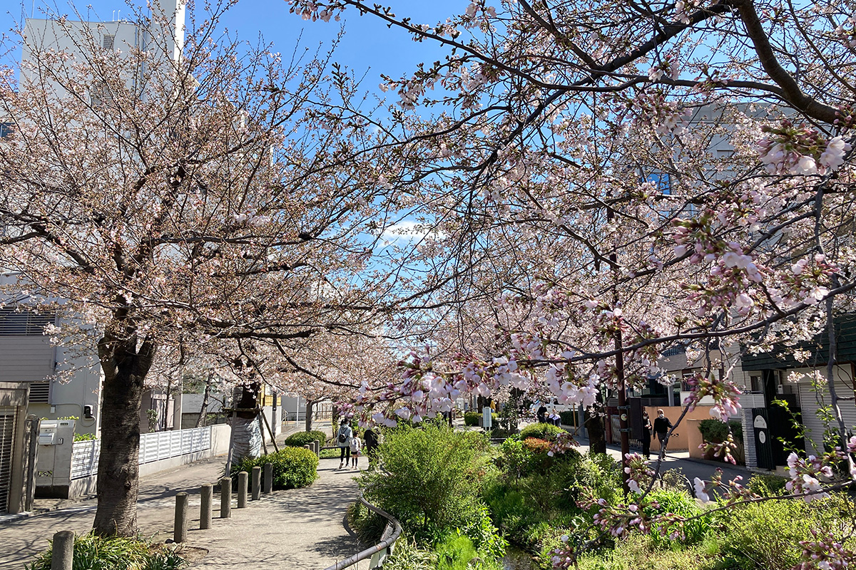 3月23日時点の北沢川緑道の桜の状況