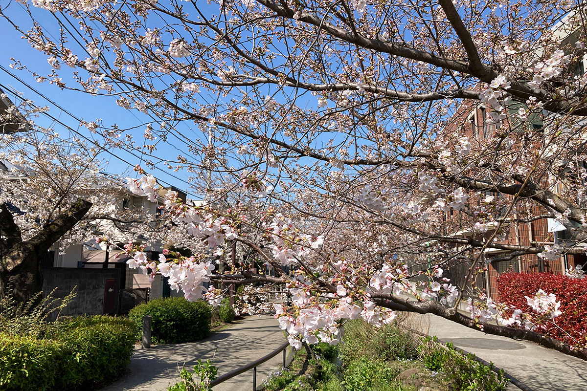 3月24日時点の北沢川緑道の桜の状況