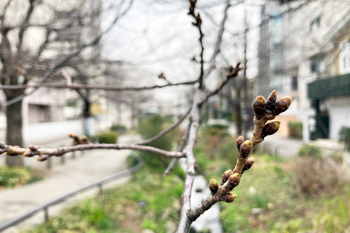 2021/3/5時点の北沢川緑道の桜の状況