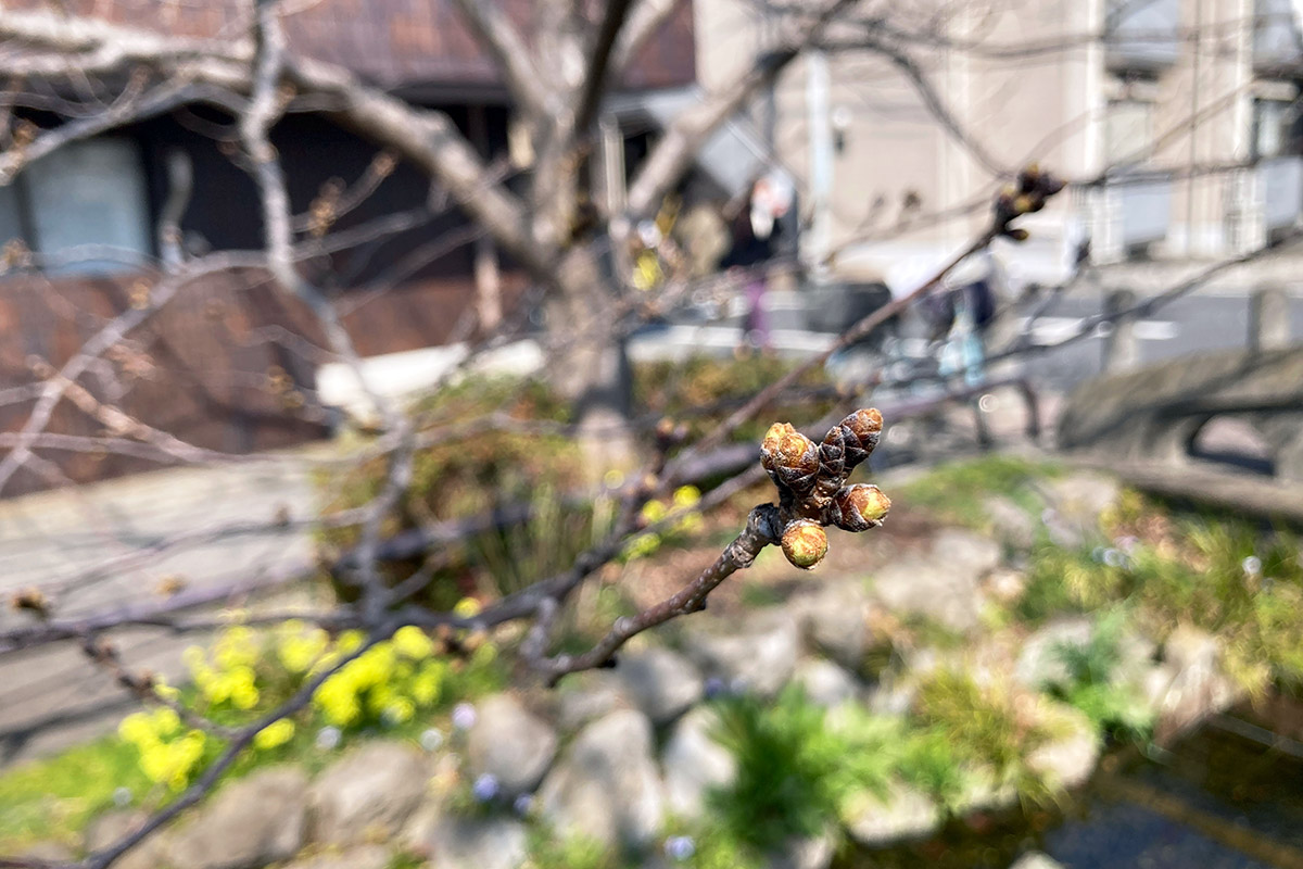 北沢川緑道の桜、2022/3/11現在