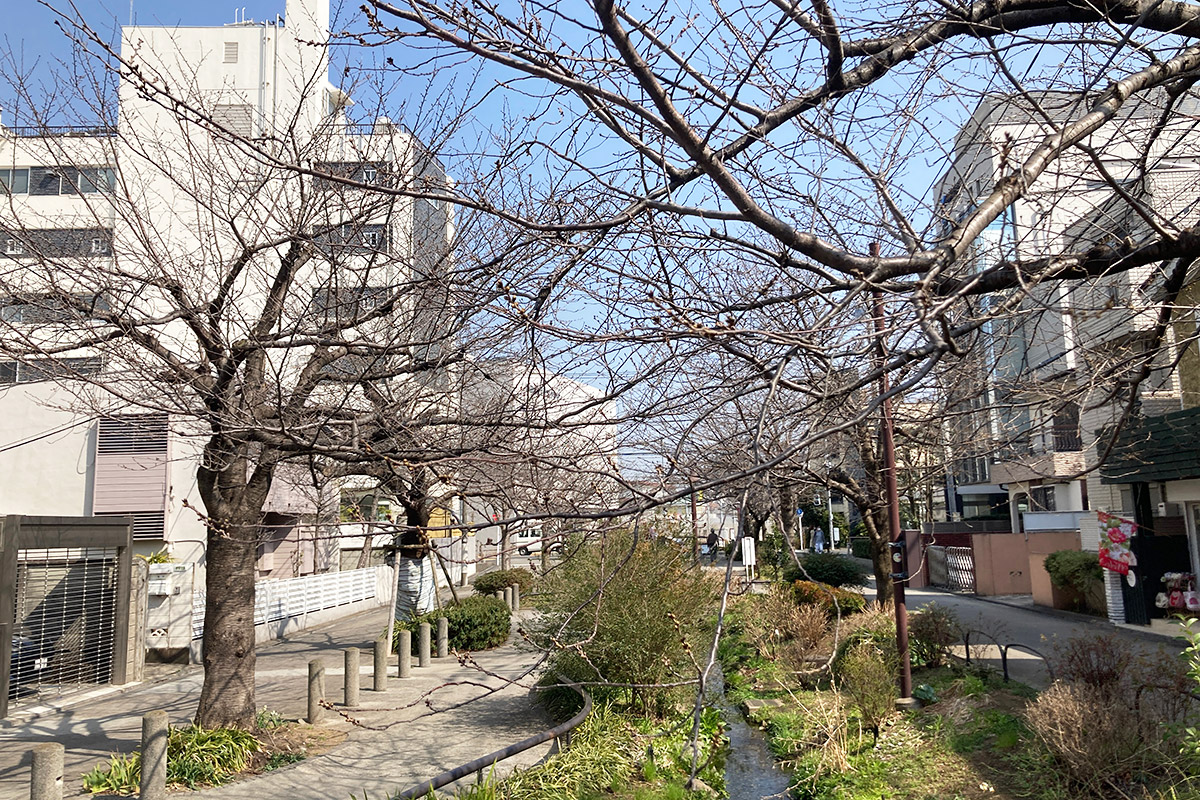北沢川緑道の桜、2022/3/11現在
